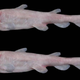 Goblin shark.
